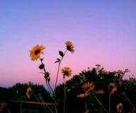 avatar/83484 image