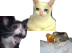 frutas cat Teaser