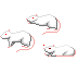 White Rat Teaser