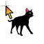gato preto.ani HD version