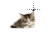 kitty.cur Preview