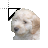 Cockapoo.cur Preview