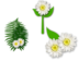 Green Teaser