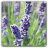 ZodiacFlowerLavender.ico Preview