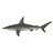 Scalloped-hammerhead(2).ico Preview